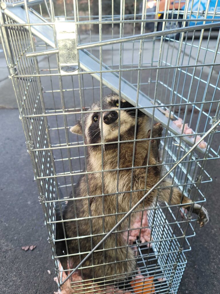 Wildlife Control Fabius