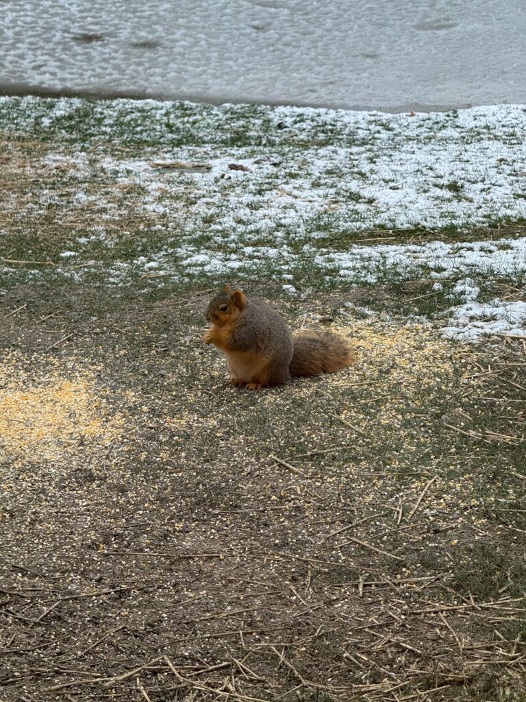 Wildlife Control Fabius