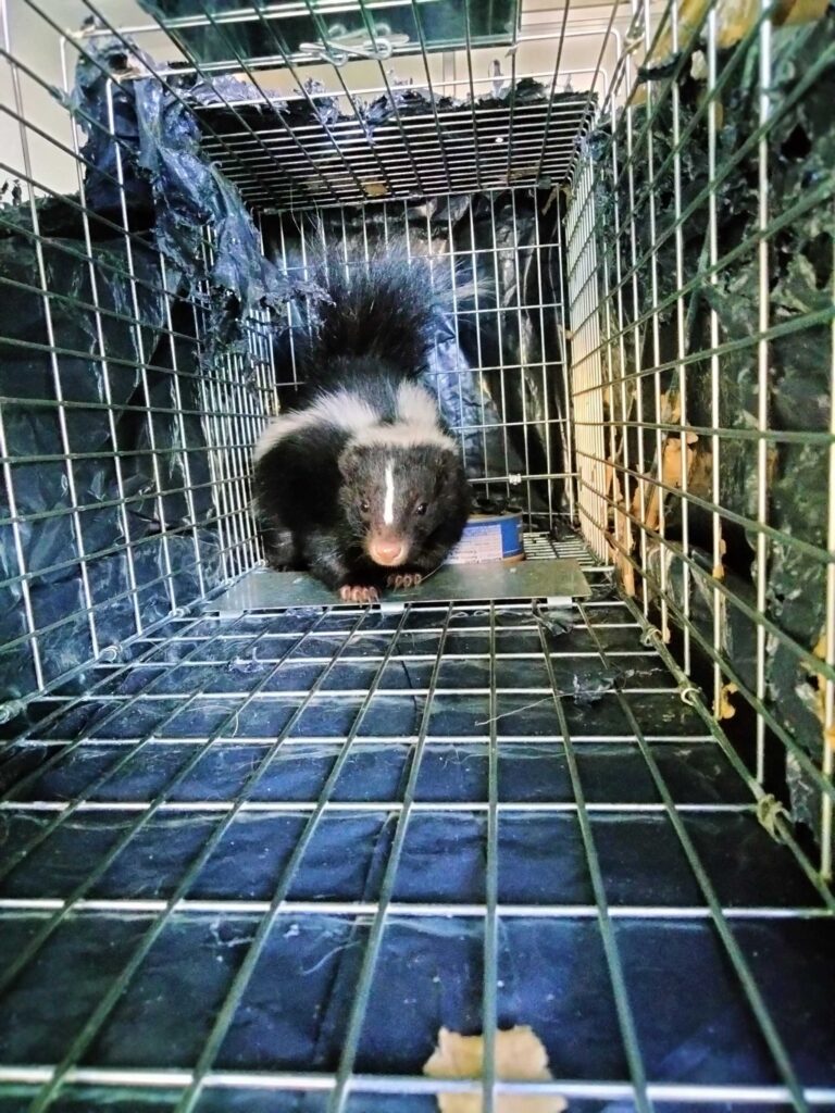 Wildlife Control Fabius
